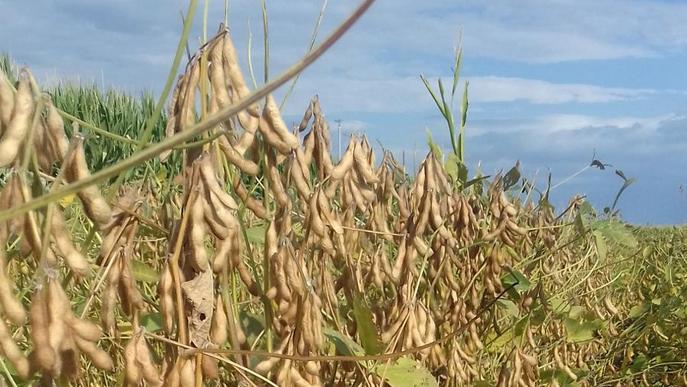 La UdL desenvolupa un projecte per fer viable la producció ecològica de soja a Catalunya