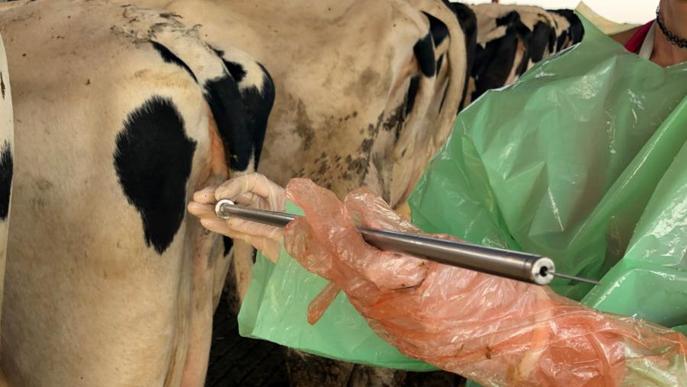 Un nou avanç en la inseminació artificial aconsegueix eliminar les gestacions dobles en vaques lleteres