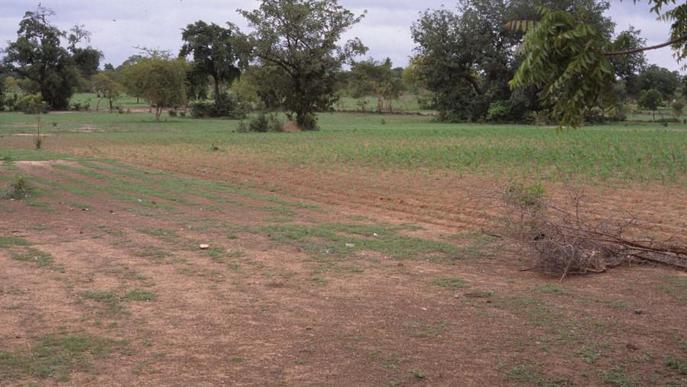 Els boscos de Togo poden ajudar a mitigar els efectes del canvi climàtic