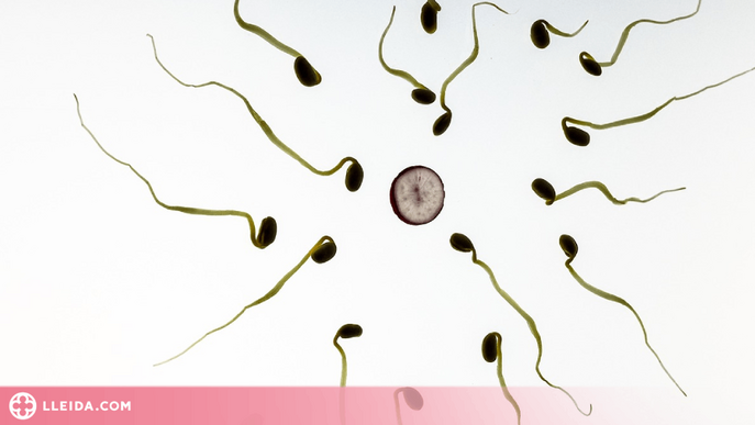 Un estudi permet detectar substàncies orgàniques contaminants en l'esperma d'homes sans