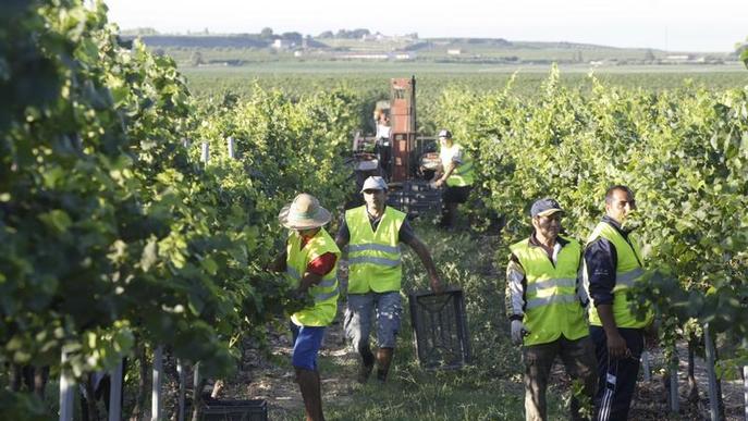 El sector vitivinícola de Lleida factura 72,2 milions el 2017