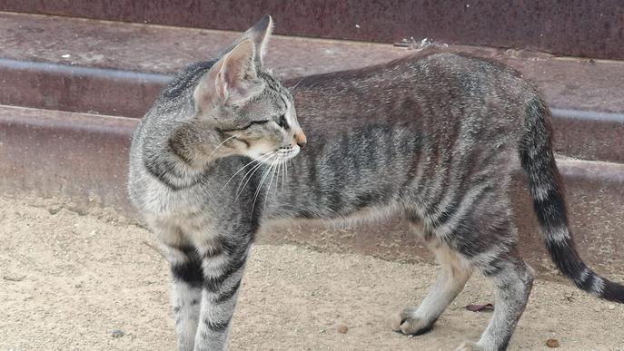 La Paeria començarà al setembre el cens de colònies de gats a Lleida