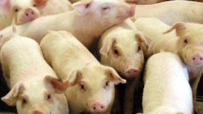 Les exportacions de porcí de Catalunya creixen un 13%