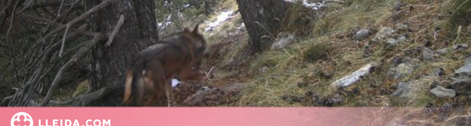 Es capta un exemplar de llop al Pallars Sobirà