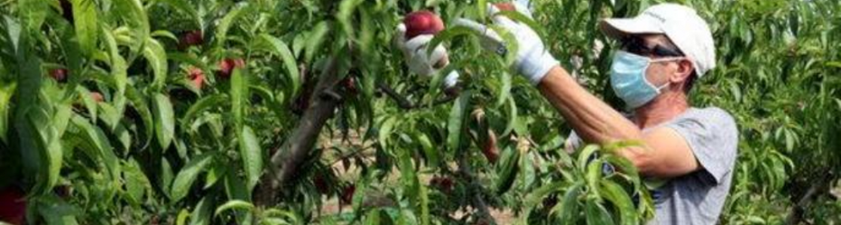 Preview temporer agricultura fruita