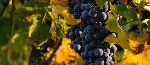 No hi haurà viticultura sense viticultors