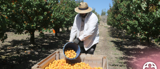 ⏯️ Pagesos del Baix Segre comencen la campanya de l'albercoc amb una producció de "bona" qualitat