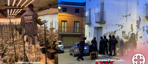 Quatre detinguts i quasi 700 plantes de marihuana confiscades al Segrià, Noguera i Urgell