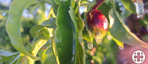 La gelada de la matinada a Ponent afecta cultius de fruita dolça