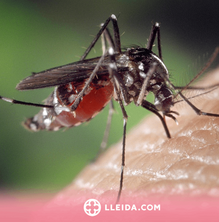 ℹ️ 7 maneres d'evitar les picades dels mosquits aquest estiu