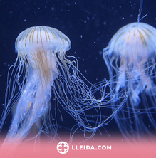 Picades de medusa: desmuntem els falsos mites sobre la seva cura