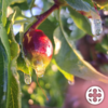 La gelada de la matinada a Ponent afecta cultius de fruita dolça