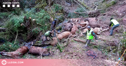 ⏯️ Retiren els quinze cavalls morts per l'atac de gossos salvatges al Pallars Sobirà