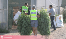 Els Mossos detenen un segon implicat en la macroplantació de marihuana d'Almatret