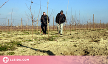 ⏯️ Agricultors alerten que en dos anys hi haurà "més senglars que pagesos" i demanen mesures