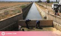 El canal d'Urgell només pot garantir un reg de supervivència als fruiters