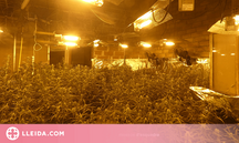 Desmantellen dues plantacions de marihuana 'indoor' i detenen dues persones a la Noguera