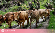 ⏯️ La sequera no impedeix que més d'un miler de vaques pugin a la muntanya a passar l'estiu