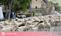 ⏯️ Tretze ramaders de l'Alt Pirineu agrupen el seu bestiar per prevenir atacs d'ossos