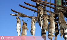 Ecologistes en Acció rebutja l'ús de verins per acabar amb la plaga de conills a Ponent