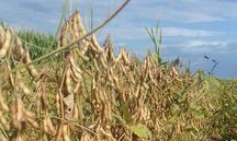 La UdL desenvolupa un projecte per fer viable la producció ecològica de soja a Catalunya