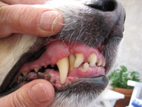 Estomatologia i neteges dentals