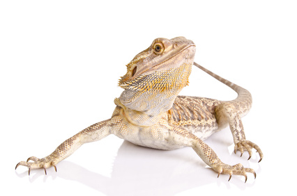 Veterinaris Exòtics