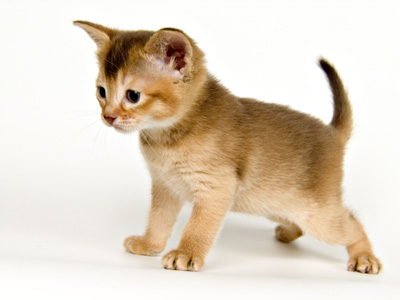 Veterinaris Gats
