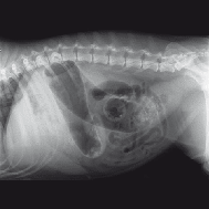 Radiografia