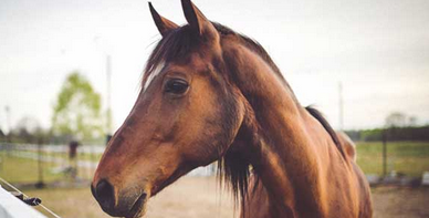 CUIDADOR DE CAVALLS