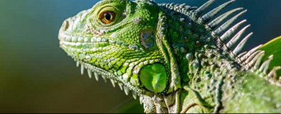 Auxiliar Veterinari d'Animals Exòtics