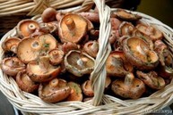 CAMPRODON I FESTA DEL BOLET A SETCASES