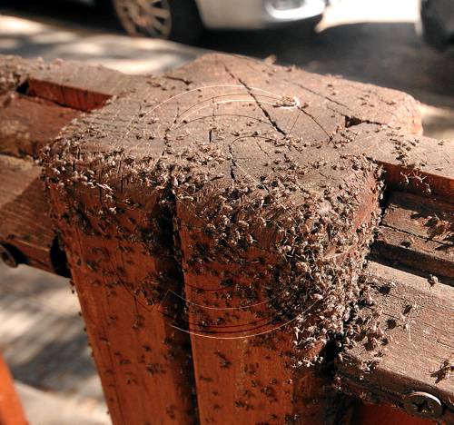 Plaga d'insectes en un parc infantil