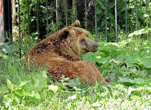 Reformaran el zoo dels óssos d'Arties per adaptar-lo a les lleis