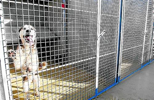 Aspa i Almacelles descarten pagar per la gossera comarcal
