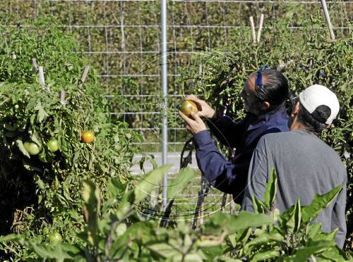 Campanya de micromecenatge per salvar l'hort social d'Antisida Lleida