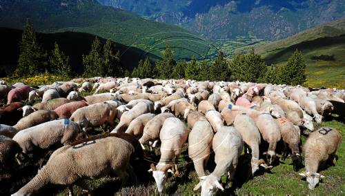 Agrupen en grans ramats les ovelles al Pallars Sobirà