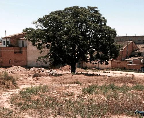 L'ajuntament d'Almacelles projecta habilitar un parc per a gossos