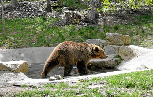 Aran Park trasllada a França una óssa "inadaptada"