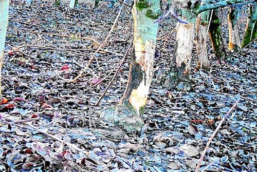 Més de 80 permisos per abatre conills per danys a l'agricultura