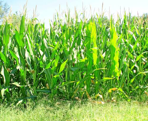 Brussel·les imposarà aranzels a les importacions de panís, sègol i sorgo