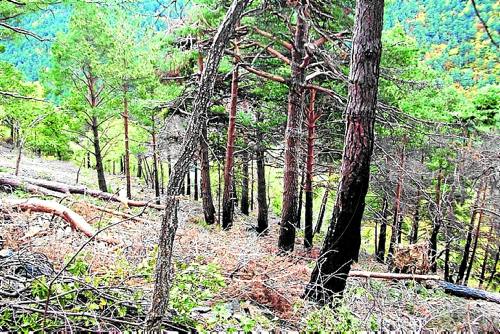 Una ONG recapta diners per evitar la tala d'un bosc