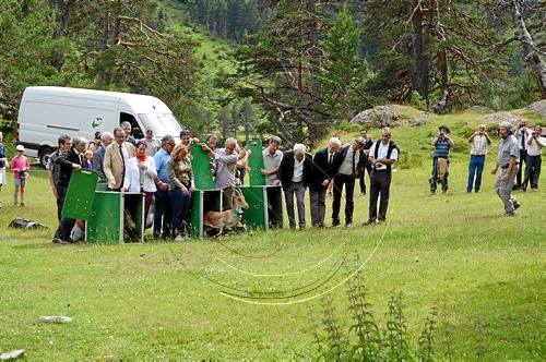 Alliberen tres exemplars de cabra salvatge ibèrica al Pirineu francès