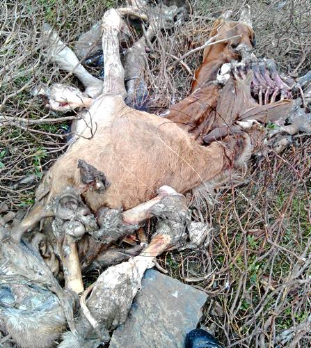 Troben setze cavalls morts a Canejan com a conseqüència de l'atac d'un ós