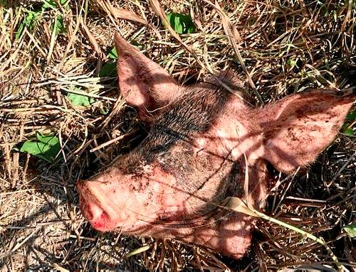 Els voltors maten un poltre en una finca de la Guingueta