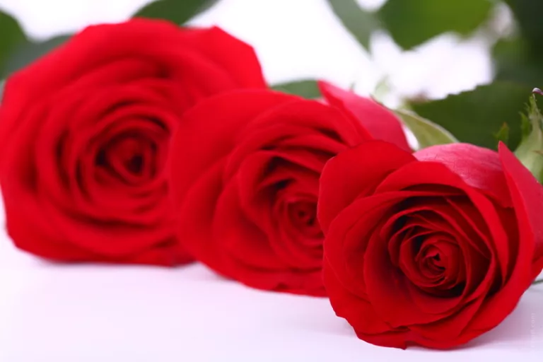 Per Sant Jordi, amanida de Roses
