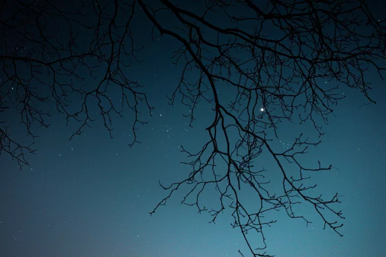 La transparència de la nit