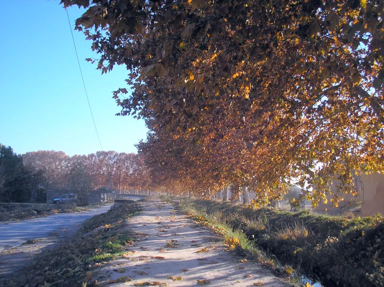 Caminar i rumiar