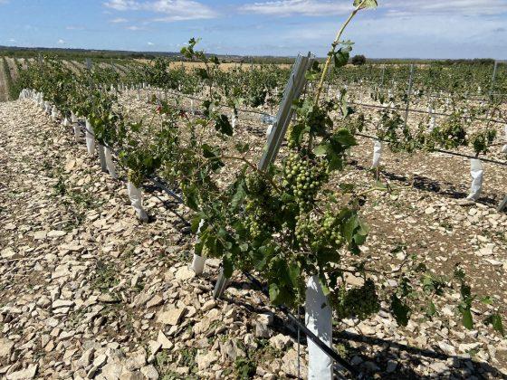 Una vinya trinxada per la pedra