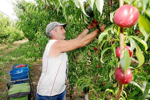 La campanya de la fruita a Lleida amb menys temporers dels últims anys